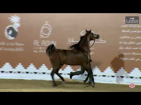N.244 QASWARAH AL BUSTAN - The Turfah Arabian Horse Show 2023 - Stallions 4-6 Years Old (Class 10A)