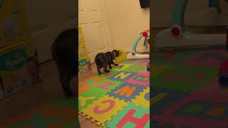 初めて見た風船に静かにハマるサビ猫A tortie cat quietly fascinated by a balloon for the first time