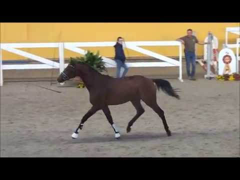 Veraldik v. Verdi-Heraldik xx