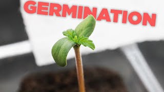 How to Germinate 🌱 Rapid Rooters - Cannabis, Hemp, Weed & Marijuana Seeds - Easy Sprout 2023 UPDATE