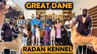 Great Dane Dog Breed | Tallest Great Dane | Great Dane Available | Puppies for sale