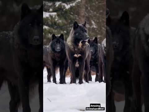 Snow Black Wolf Grows Up in a Pack of Black Wolves | Rare Wolf Family Bonding in the Wild!