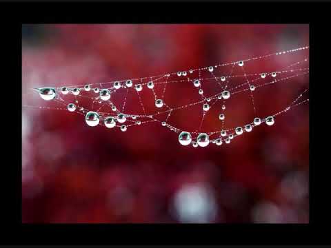 Matteo Marini - Dedicated