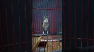 Download lagu The brown cingcoang bird makes a full-stuffed, rocking sound mp3 Download lagu The brown cingcoang bird makes a full-stuffed, rocking sound mp3