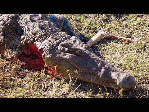15 Merciless Moments When Crocodilians Choose The Wrong Opponent