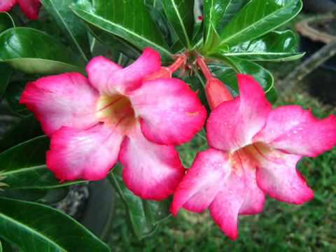 Ino Nakeed - Namaster