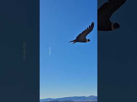 Escuchá volar a los cóndores - Bariloche