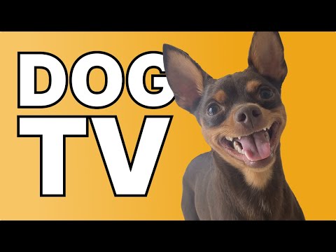 10 HOURS DogTV Forest Walk, Nature, Relaxing Music for your DOG!