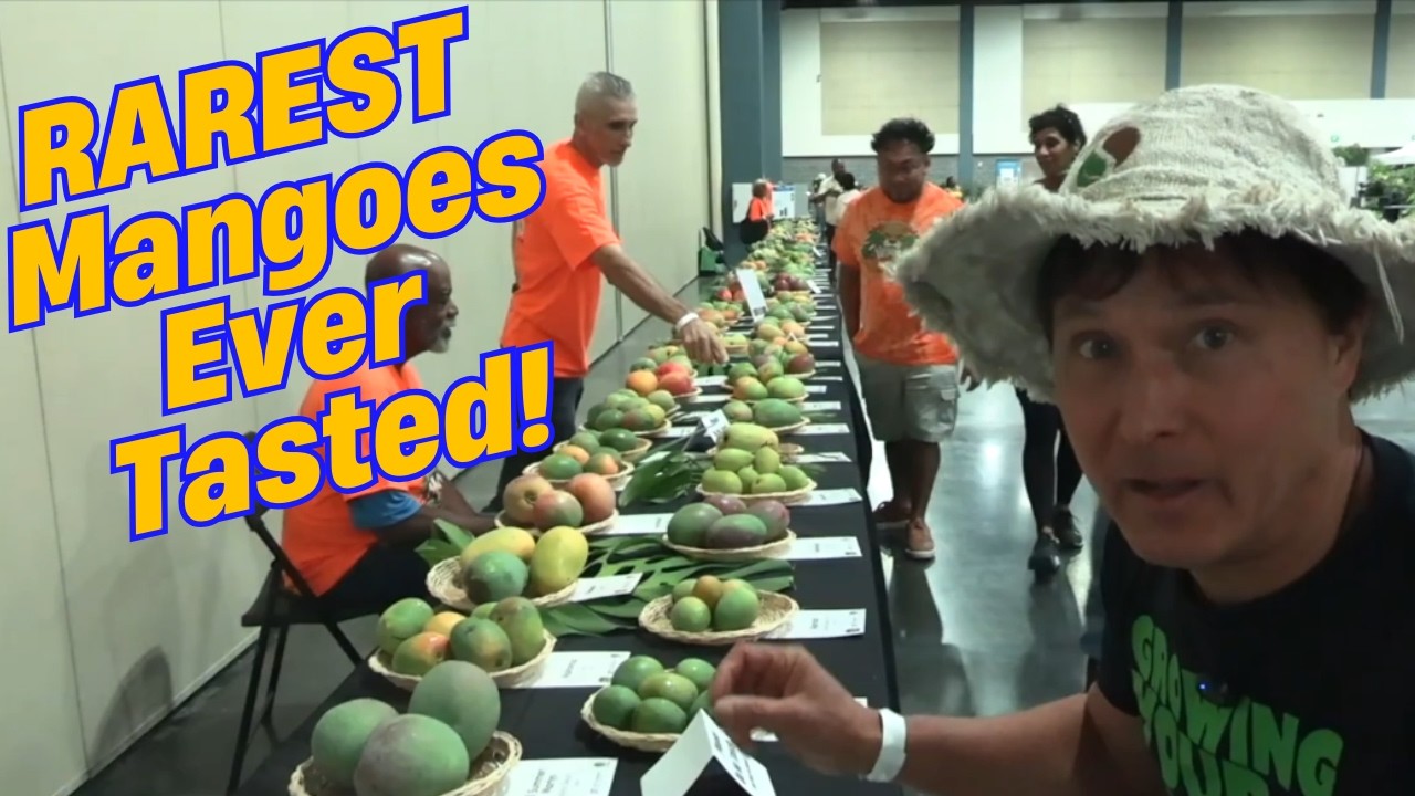 250+ Rare Mango Varieties in One Place? Florida Mango Festival 2025 - YouTube