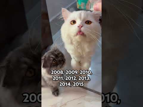 If you’re born in….. #cat #hi #cutenessoverload #catshorts #kitten #cutecat #shorts #fyp #funnycats