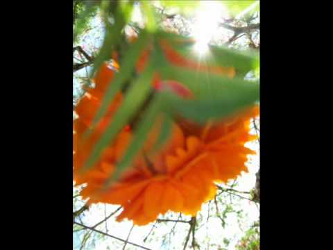 Haverá video