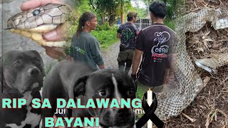 ANG DAMING COBRA SA LUPAIN, P4TAY SA TUKLAW ANG DALAWANG BAYANI
