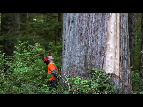 , title : 'Canadian Lumberjack Hard Life'