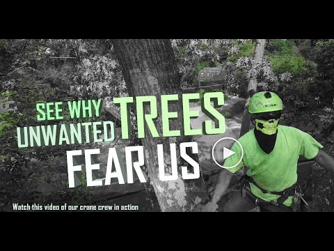 download lagu mp3 mp4 Best Tree Service, download lagu Best Tree Service gratis, unduh video klip Best Tree Service