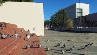 Plaza Alfonso comin 12 diciembre 2020.