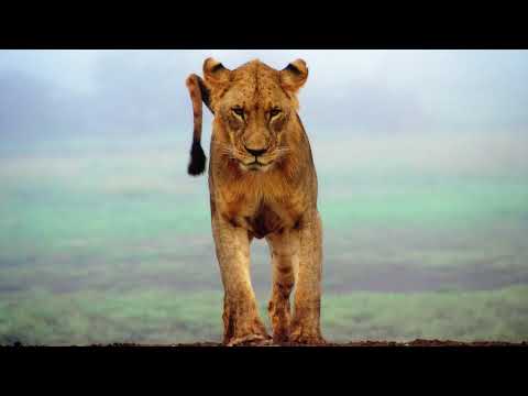 M. Caporale, Sean Ali - Passionate Breeze