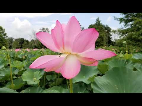 Thể hiện bởi Chế Linh