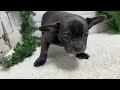 French Bulldog dogs for sale: Cooper - Video 1