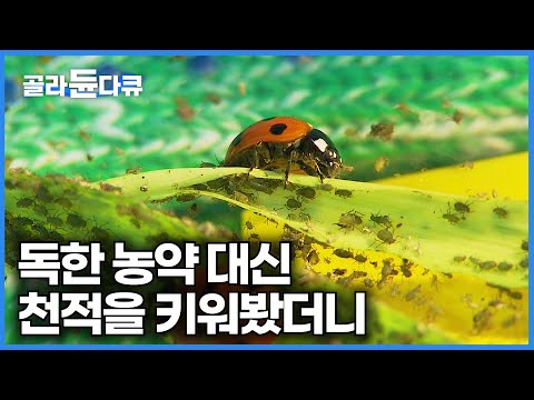 아이콘