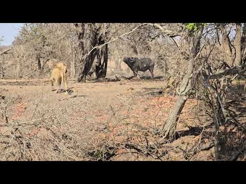 Buffalo Bulls Chase Young Lions in Kruger Park: A Thrilling Wildlife Encounter . #wildlife #safari
