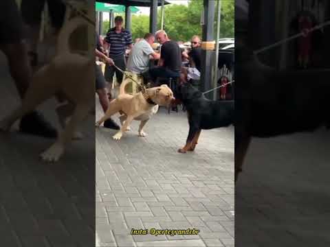 #shorts #pitmonster #rottweiler #dogs