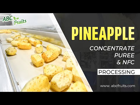 Pineapple Concentrate, Puree & NFC Manufacturing | Industrial Production Step-by-Step - ABC Fruits