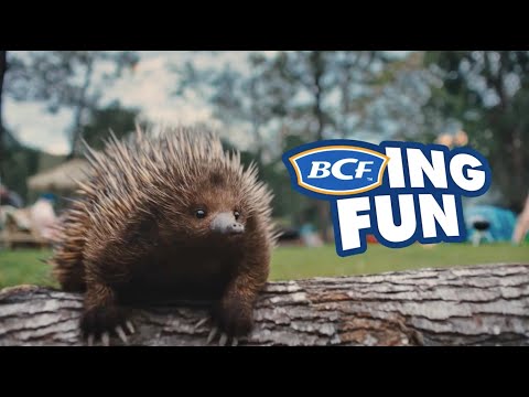BCFING FUN IS BACK! 2025 BCF Ad feat. vocals by Lee Kernaghan