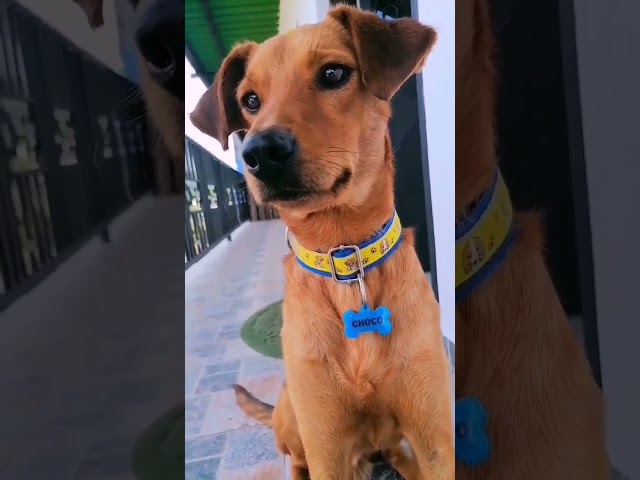 Vídeo relacionado con TIZU Figura del ángel Protector del Perro Pastor de Resina, Estatua Conmemorativa Hecha a Mano para el Perro Muerto Decoración del Hogar