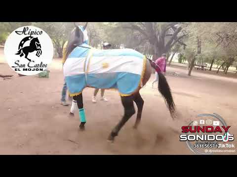 hípico San Carlos el mojón, Galileo vs Ramonita. 3ra carrera