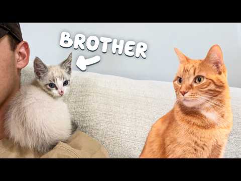 My Cat Becomes a Big Brother