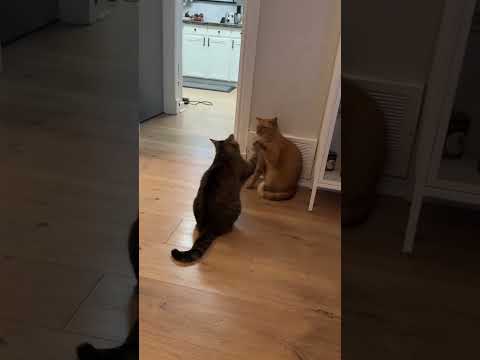 "Cats Getting Into Trouble: Hilarious Antics! #CatTrouble"