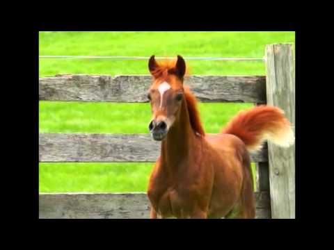 Arialle AC   AJMAN MONISCIONE X MARIALLE AC FILLY HD 2