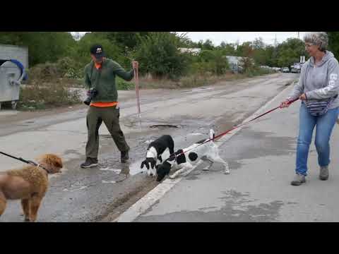 Pit und Lamis sind zwei super Hunde 240916