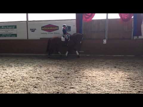 Fuchsstute Dancier x Weltmeyer