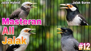 Download lagu Masteran Segala Jenis Burung jalak Dengan Suara Jalak Hybrid Gacor | 12 mp3 Download lagu Masteran Segala Jenis Burung jalak Dengan Suara Jalak Hybrid Gacor | 12 mp3