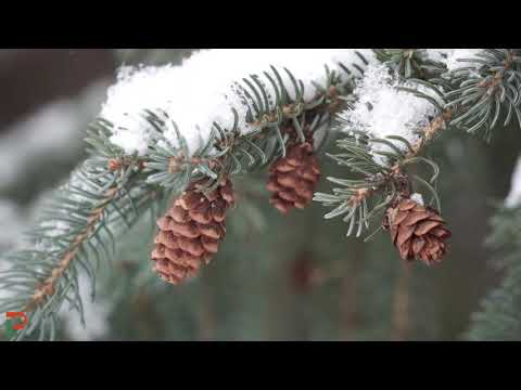 Eagan, Minnesota Winter Scenes - December 7, 2021 #winter