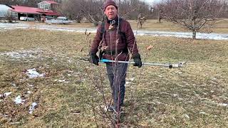 Lesson on Modified Central Leader Pruning for a 1st Year Apple Tree