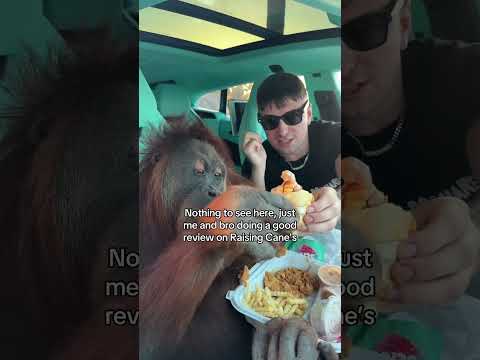 Orangutan is love, Orangutan is life❤️ #raisingcanes #dubai #nasti