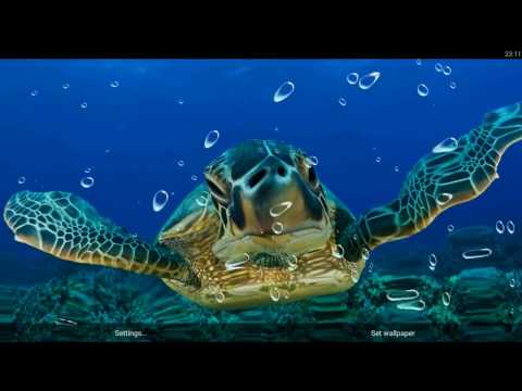 Animals Underwater Wallpaper Video