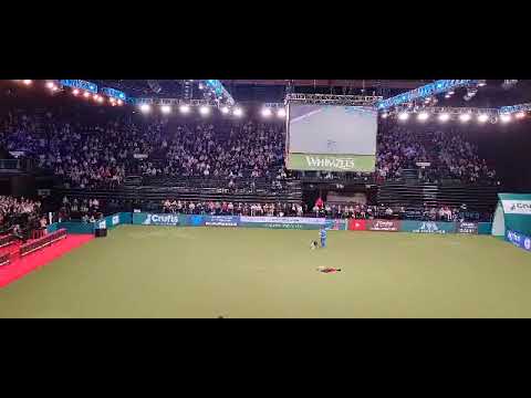 Crufts 2022 - winning routine in international dogdancing