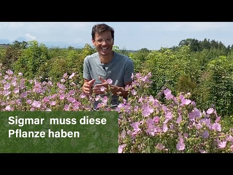 Rose mallow - valuable for insects and humans
