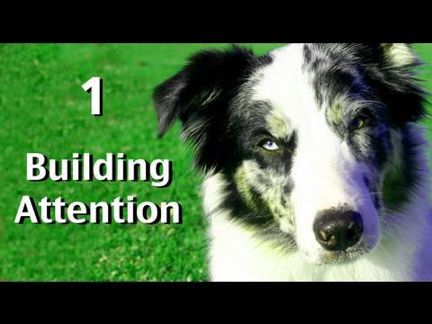 Building Attention: Game 1 — Dog Training