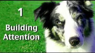 Building Attention: Game 1 Clicker dog training