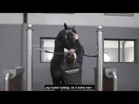 Freetown by Fürst Wilhelm/Sir Donnerhall I, stallion, born 2017