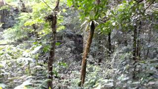 preview picture of video 'zip-lining in El Valle de Antón (Panama)'