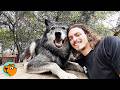 Man Saves A Wolf Puppy And Becomes His Pack Cuddle Buddies
