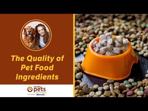 Pet Nutrition: Finding the ‘Best’ Pet Food for Your Cat or Dog ...