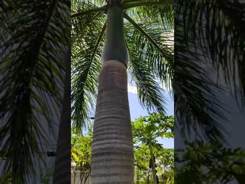 Palm tree and sunny day in Maui Hawaii