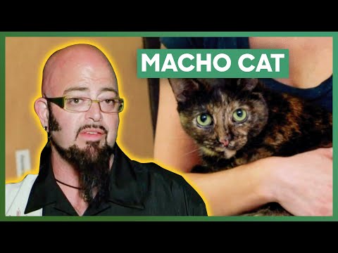 Couple Has Cat Issues AND Relationship Issues! | My Cat From Hell