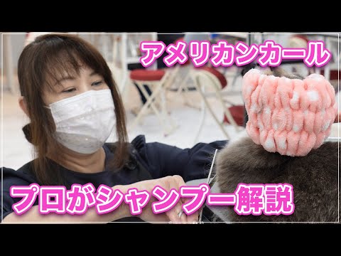 猫のアイコン